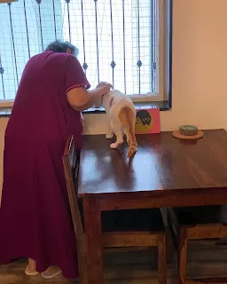 A little kitten walked into a cat disliker’s life. You won’t believe what happened next!