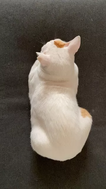 How I met your brother. One year of having Baby Loaf in my life AND the little Nimki origins story.