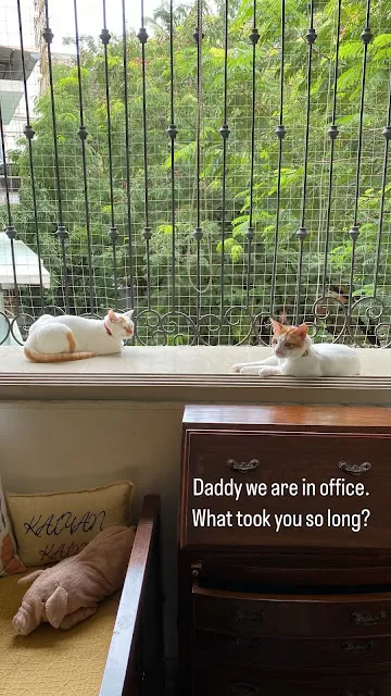 Cats got my back. Tales from a Writer’s Room.