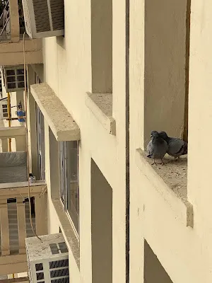 One flew over the pigeon’s nest